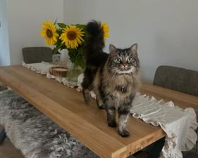 'Homes as styled by you