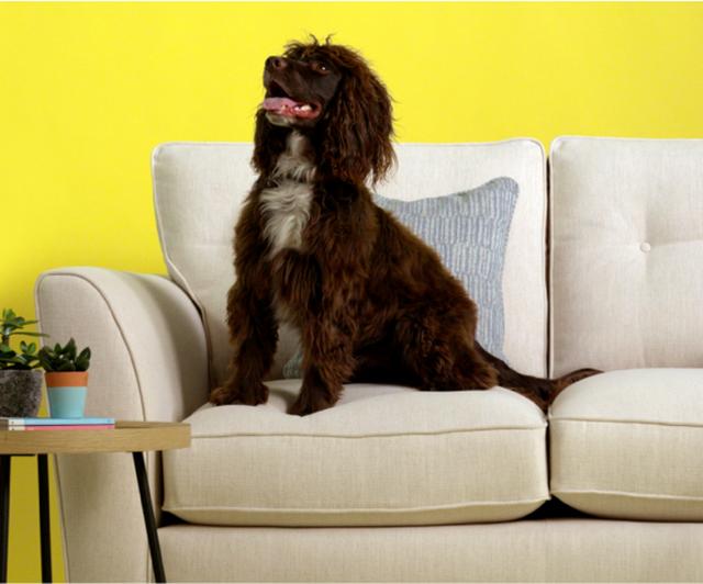 341-article-living-proof-dog