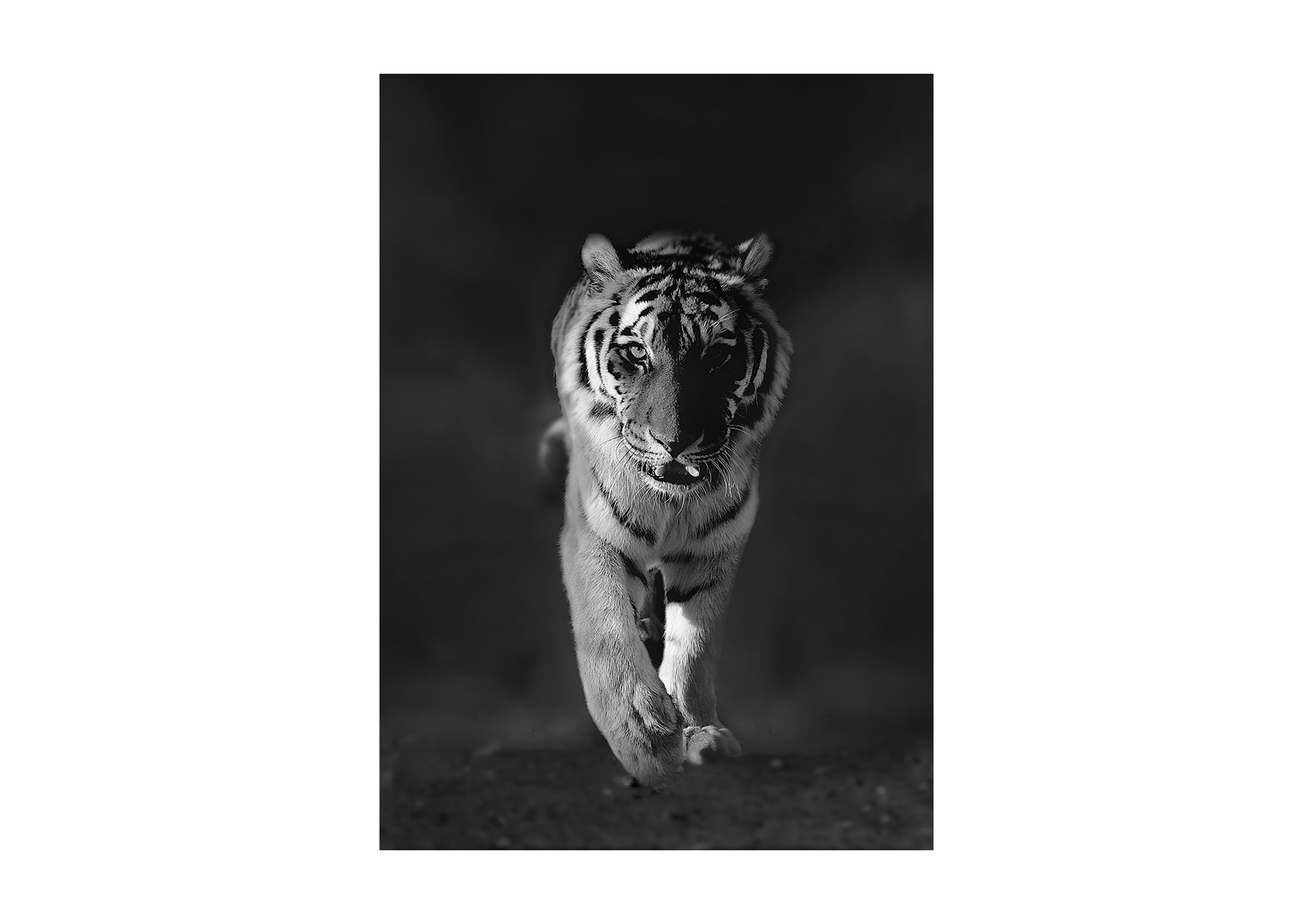 Babar Tiger Glass Art in  on Furniture Village