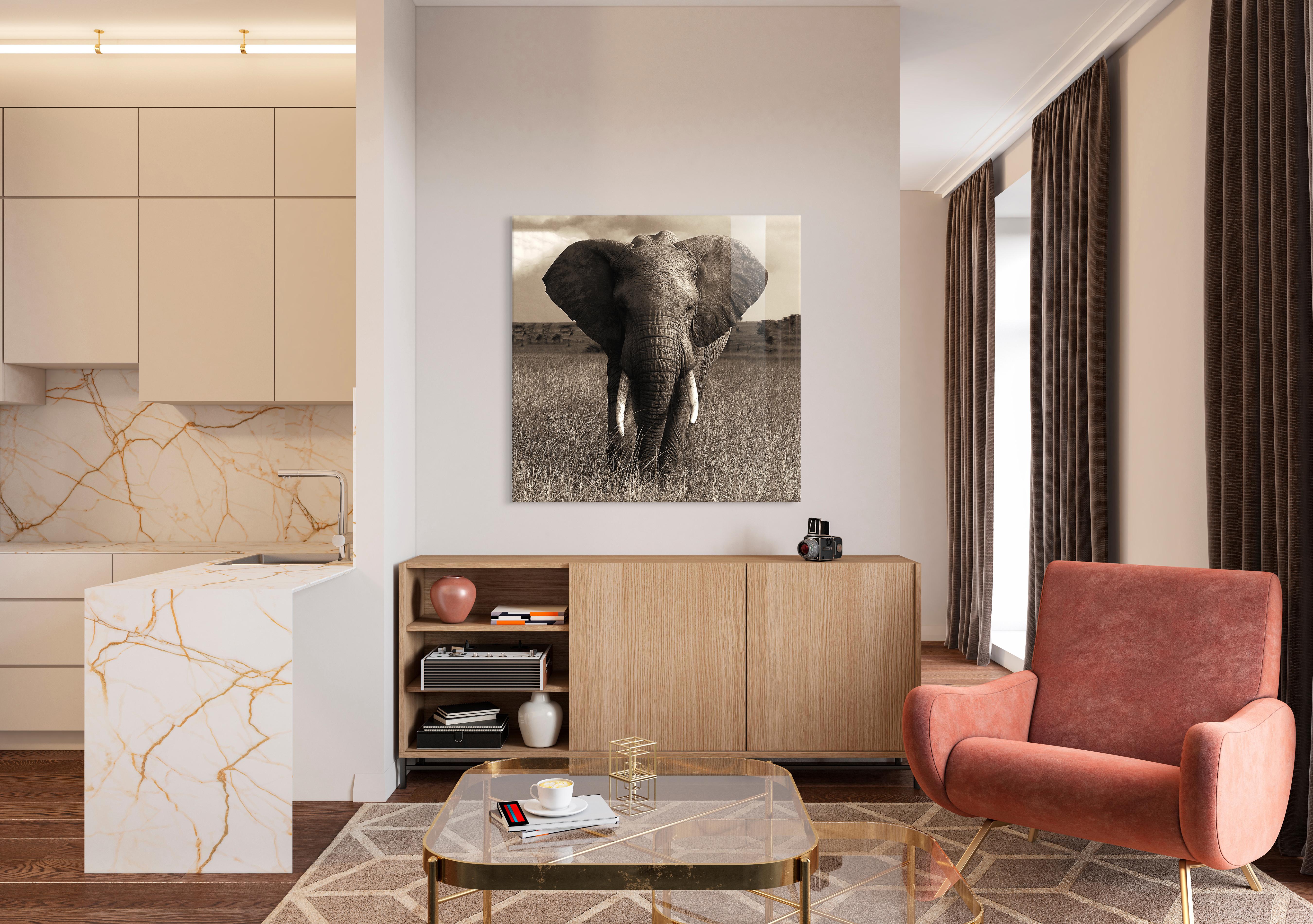 Elephant Glass Art in  on Furniture Village