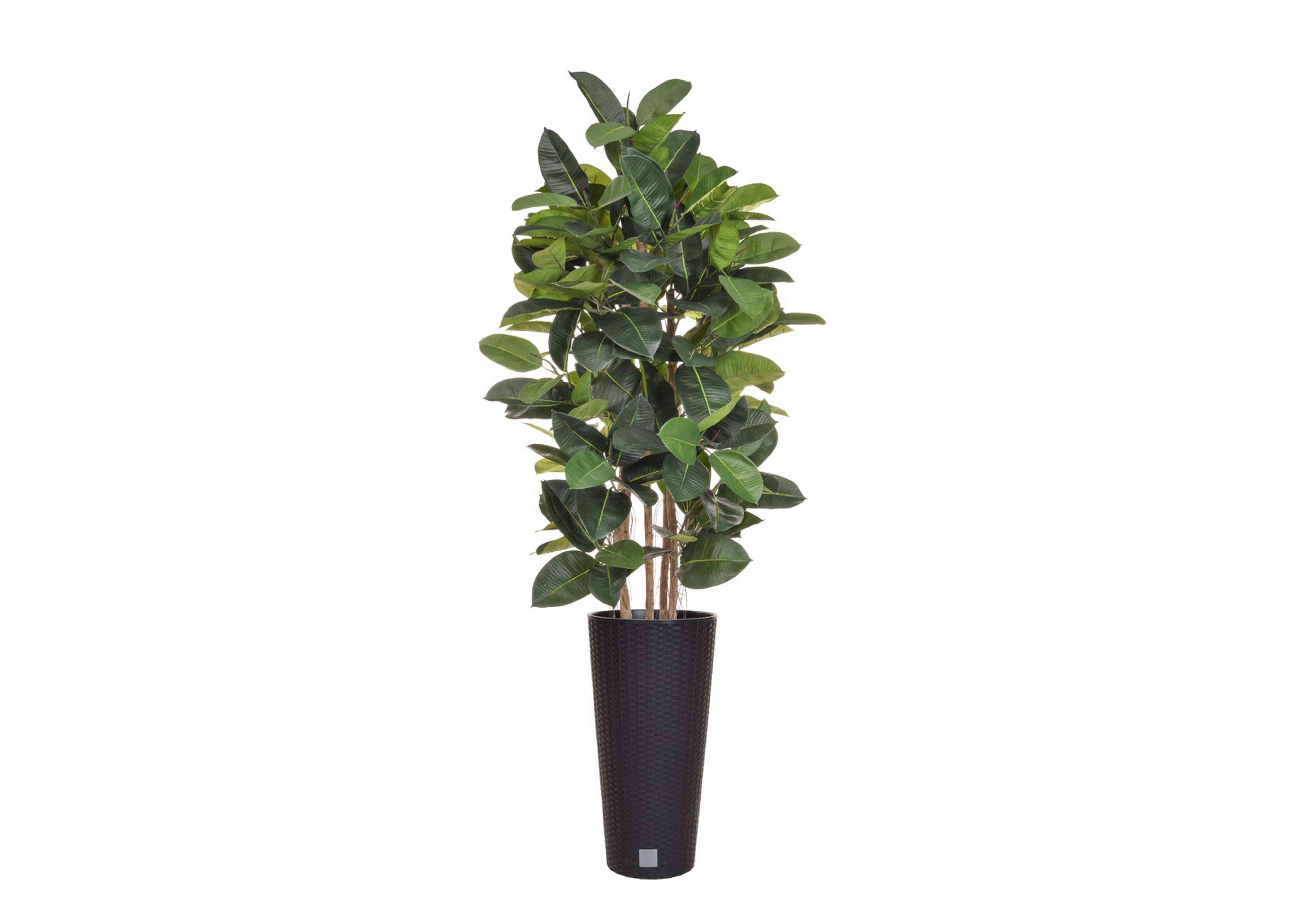 Ficus Tree in Round Pot in  on Furniture Village