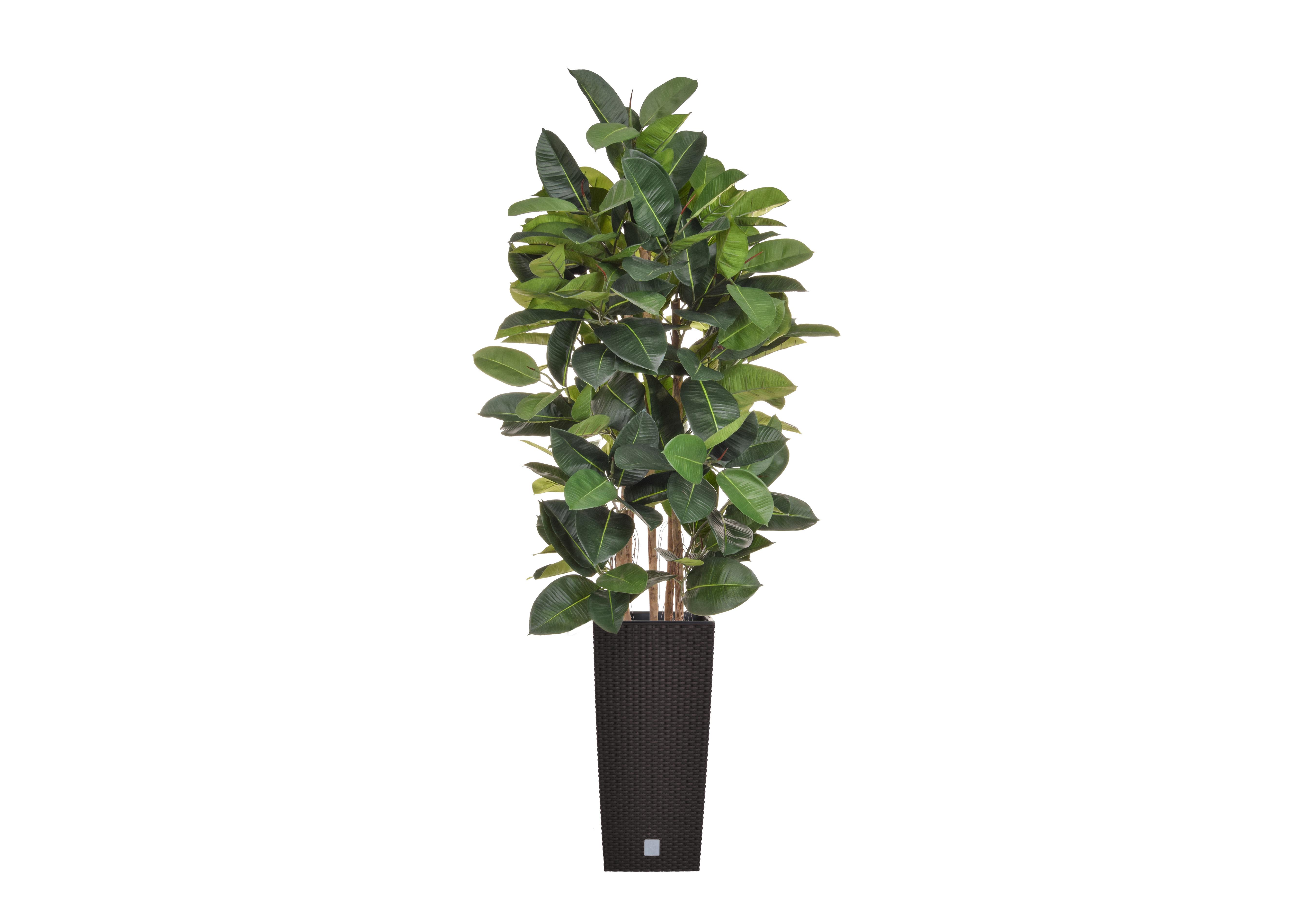 Ficus Elastica Tree in Black Pot in  on Furniture Village