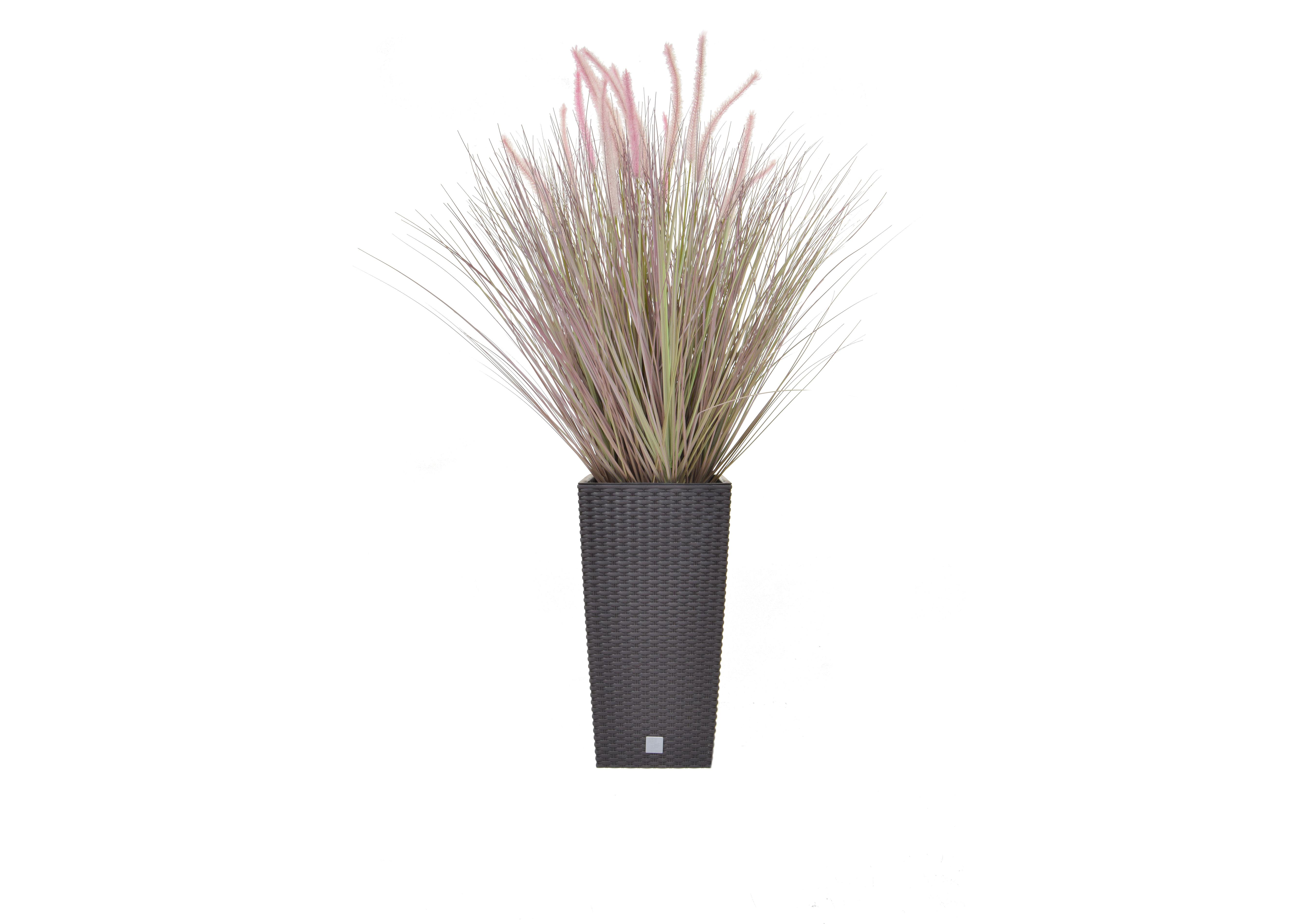 Grass Dogtail Plant Tall in  on Furniture Village