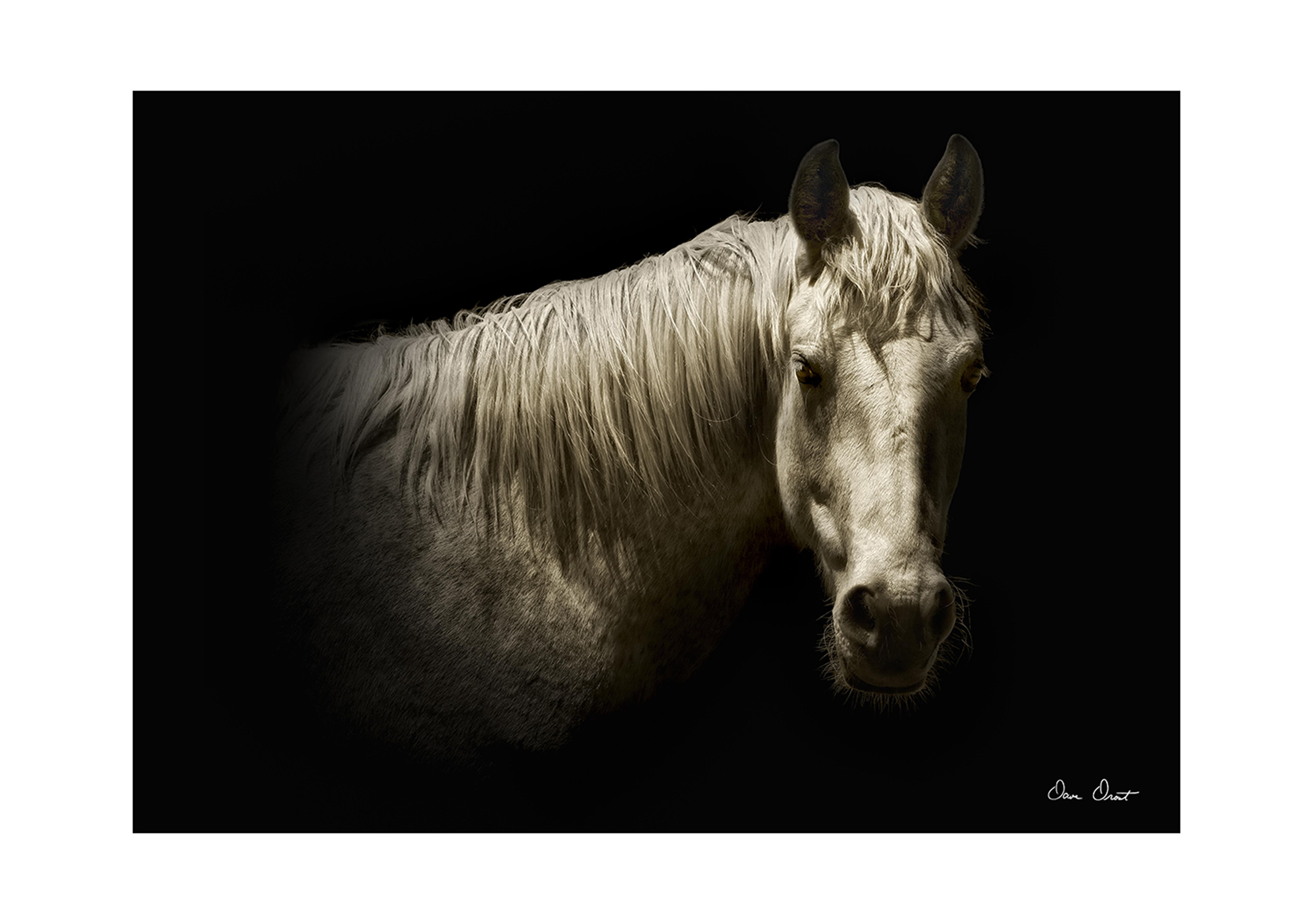 Horse Glass Art in  on Furniture Village