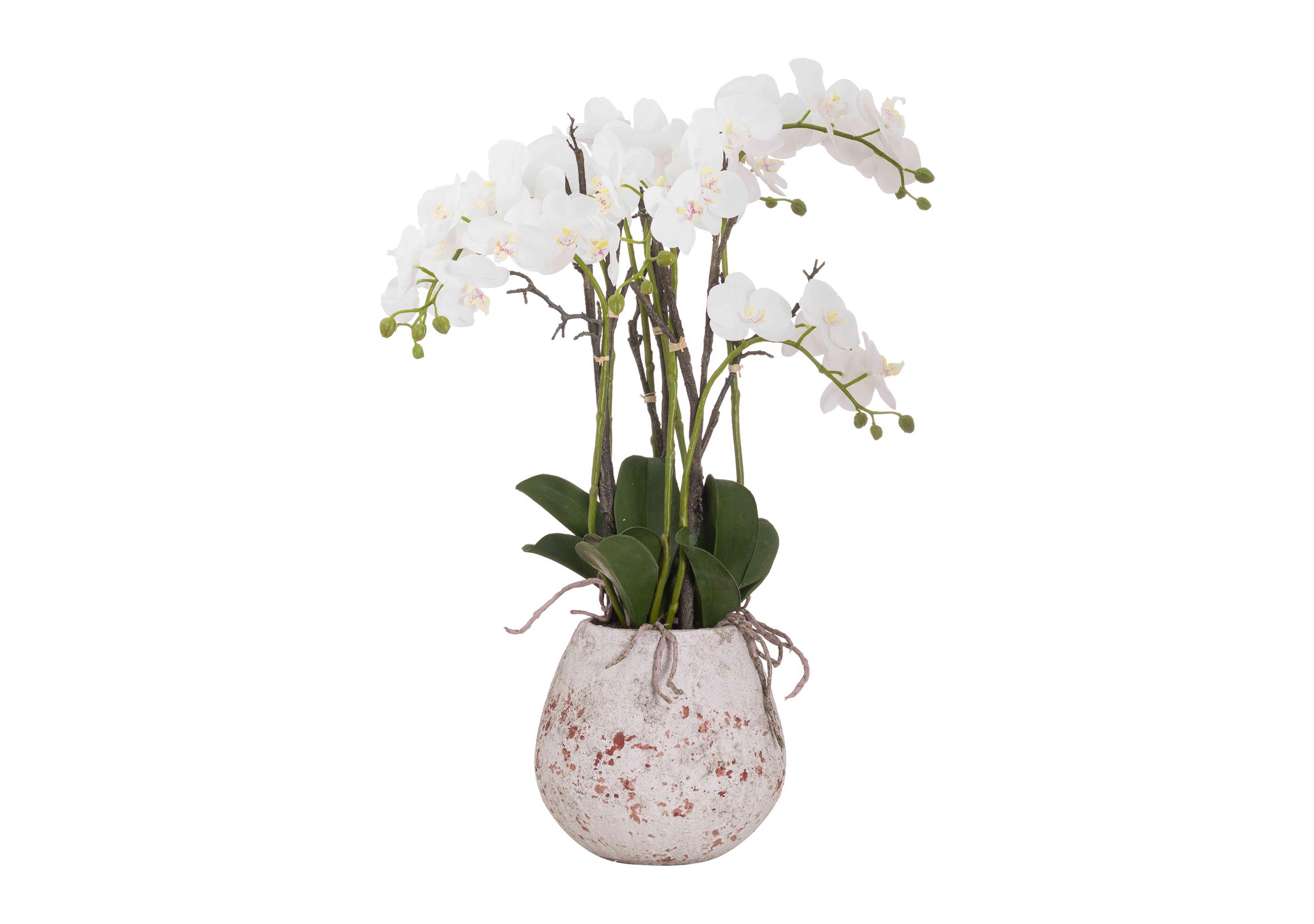 Large White Orchid in Rustic Stone Pot in  on Furniture Village