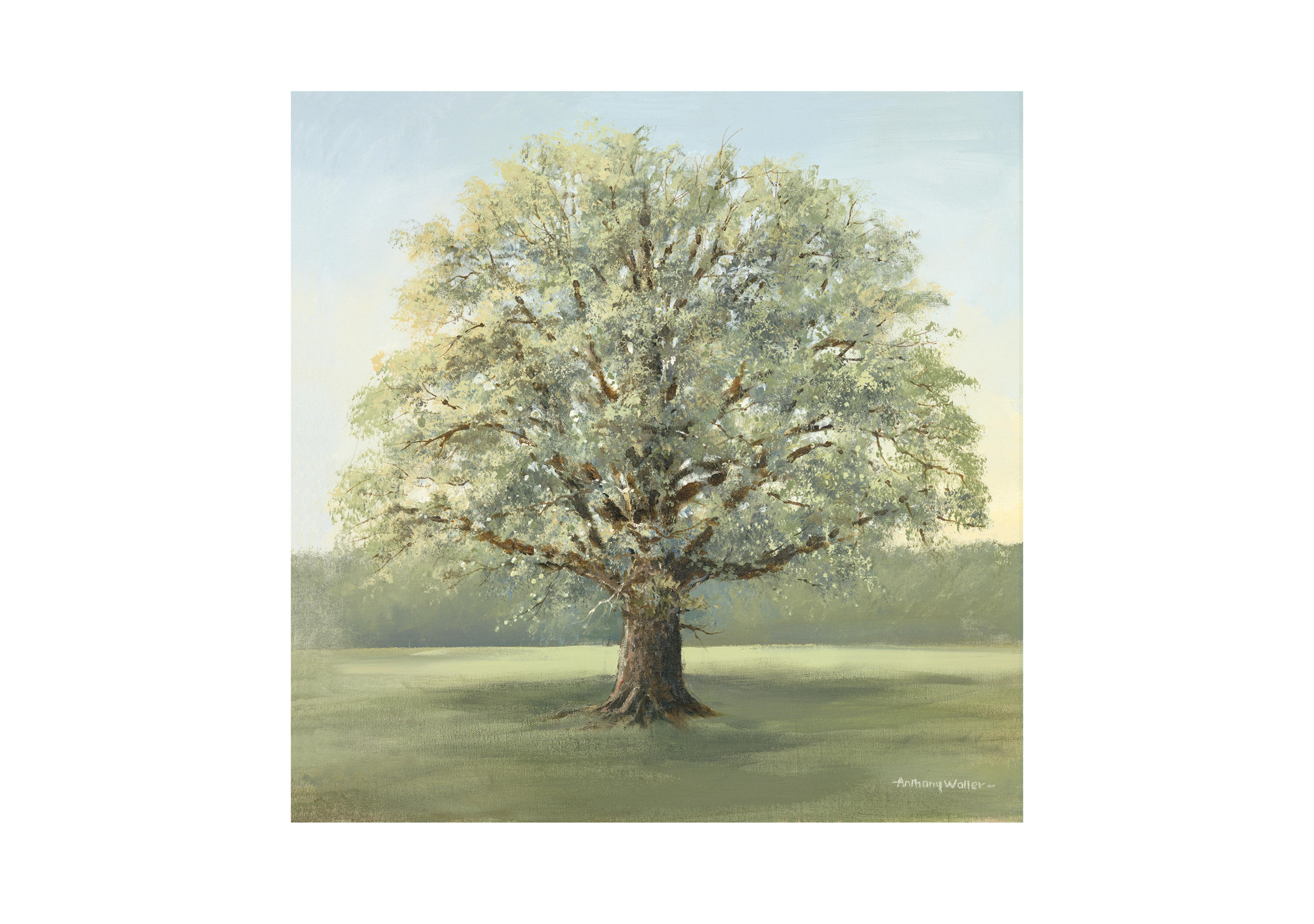 Mighty Oak Grand Wall Art in  on Furniture Village
