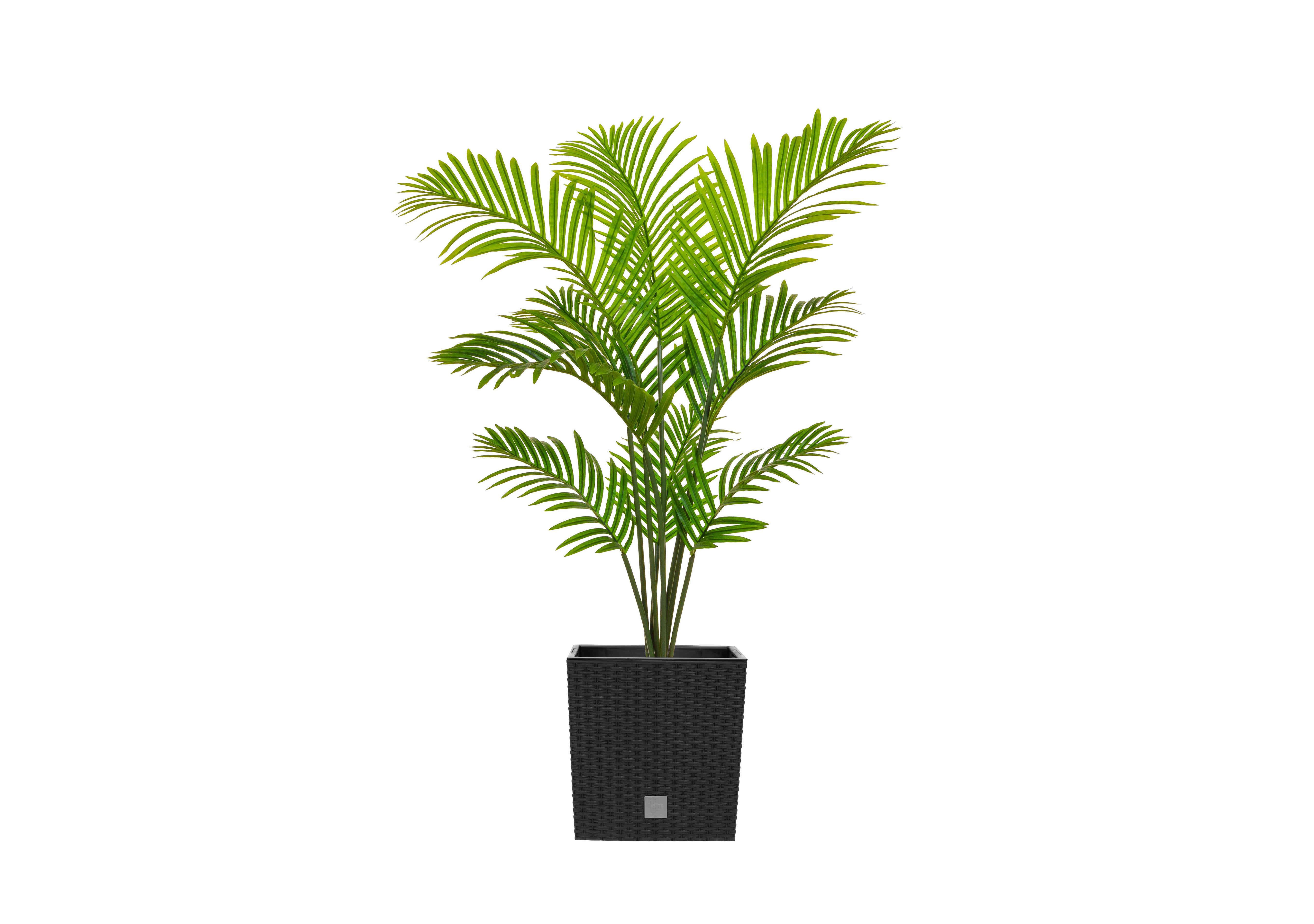 Palm Paradise in Black Pot in  on Furniture Village