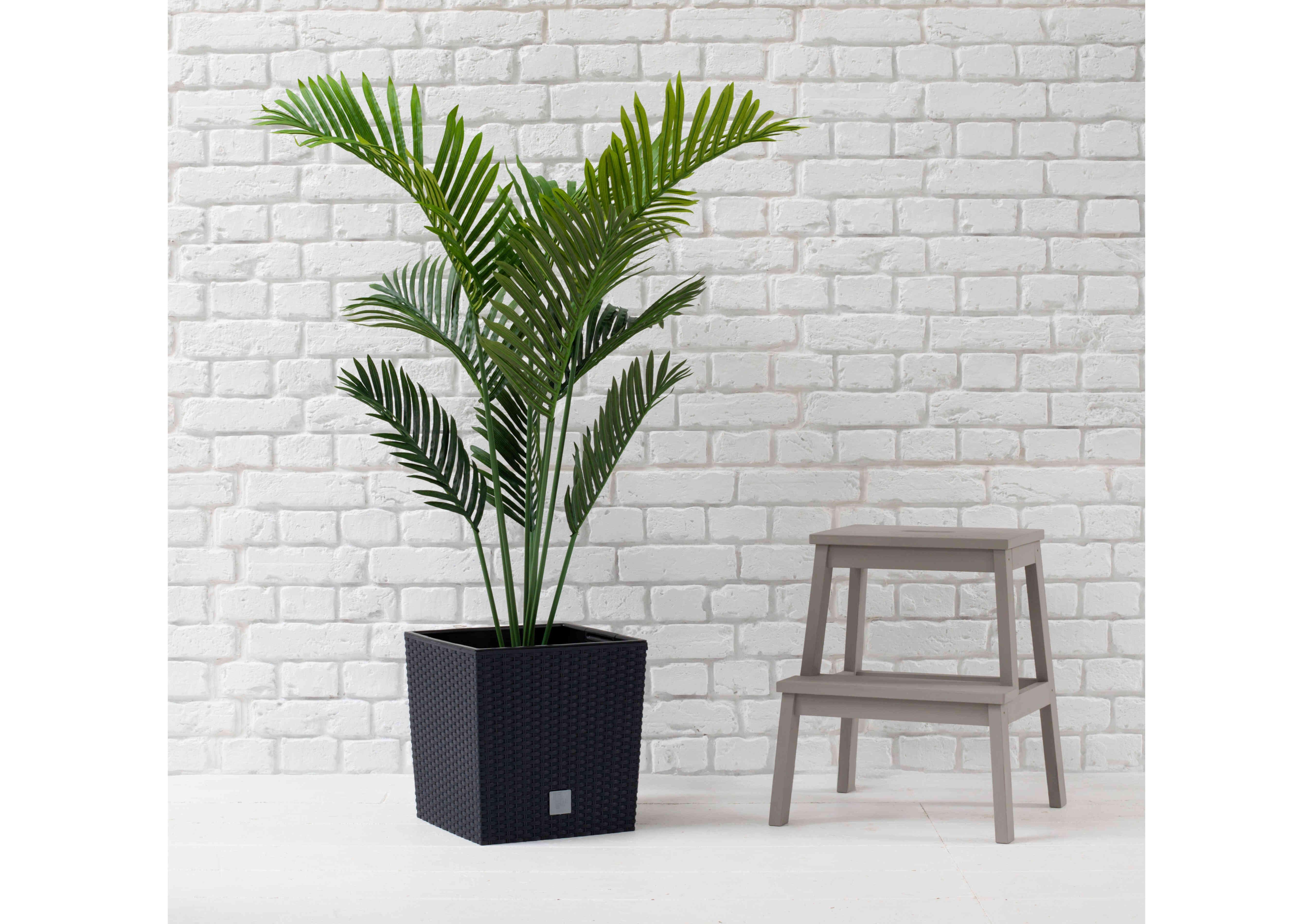 Palm Paradise in Black Pot in  on Furniture Village