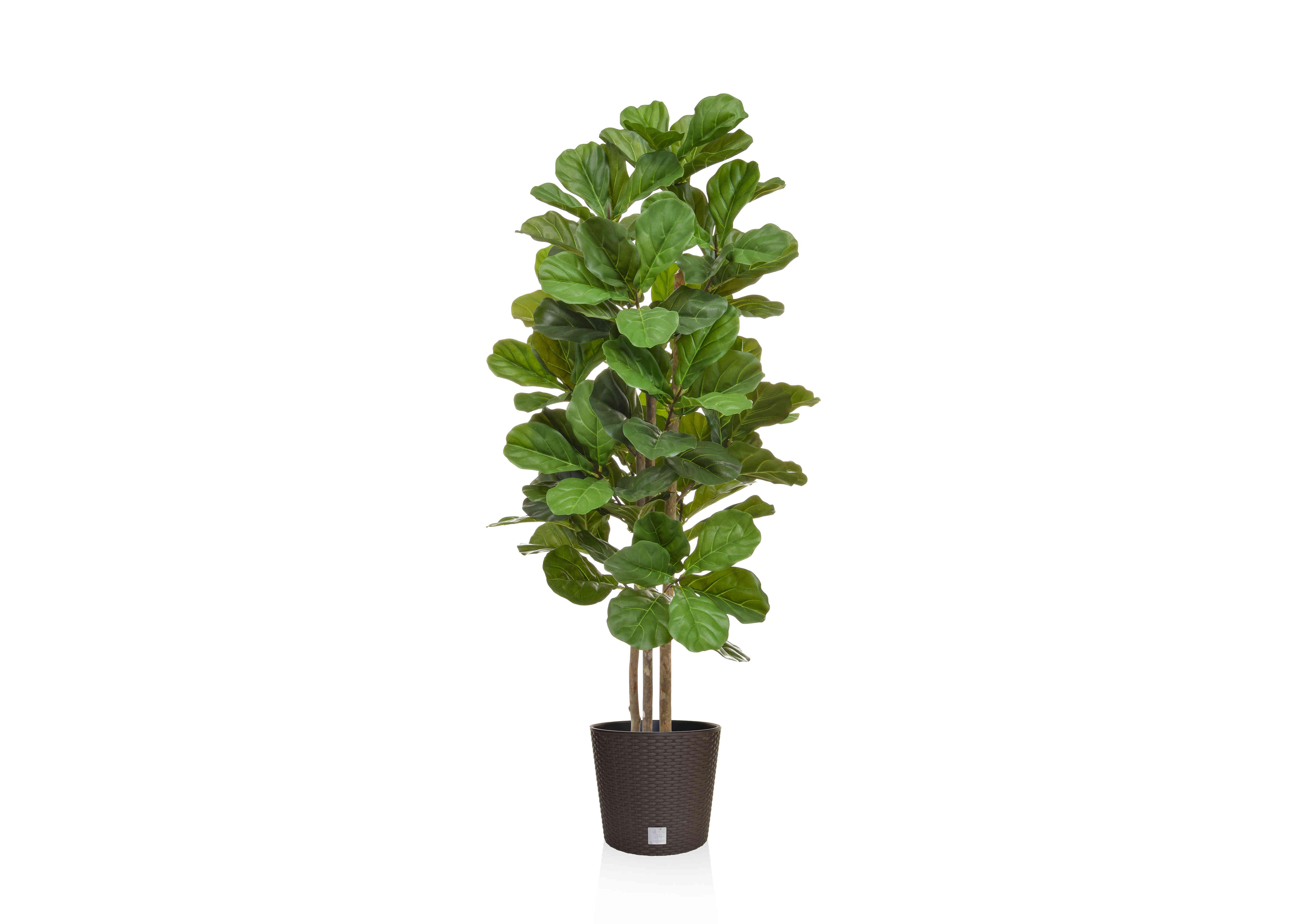 Fiddle Tree in Round Black Pot in  on Furniture Village