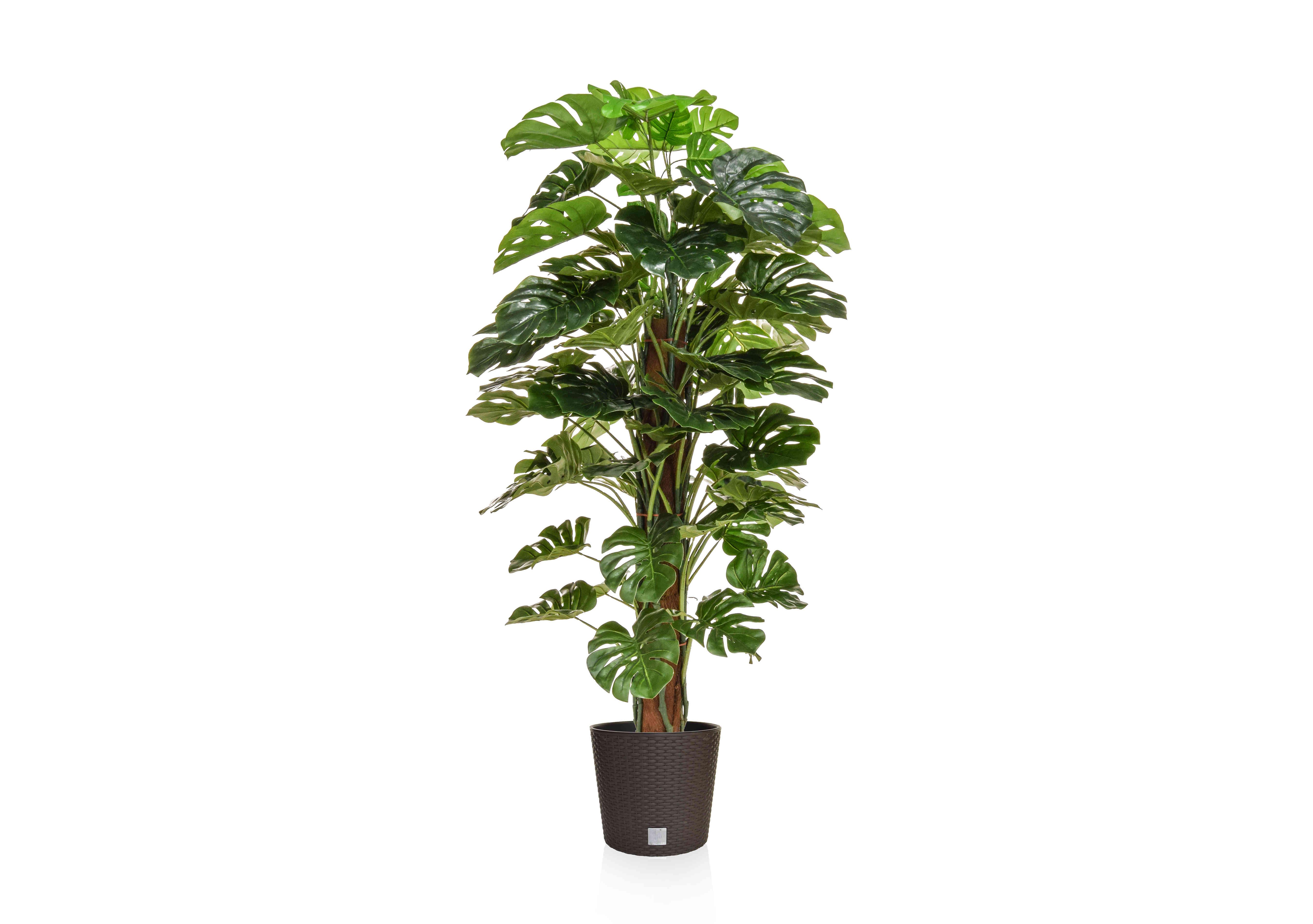 Monstera Tree in Round Black Pot in  on Furniture Village