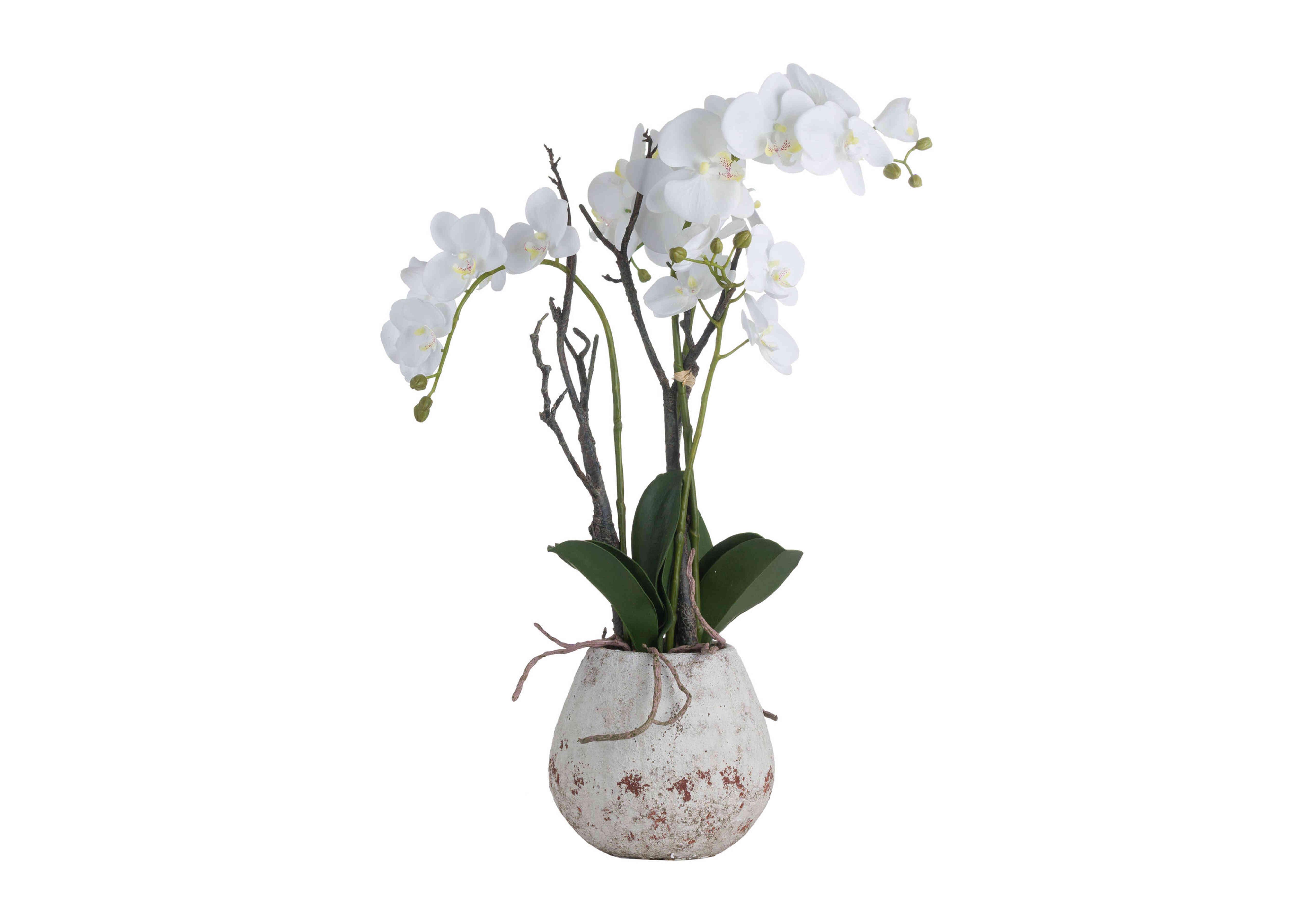 White Orchid in Rustic Stone Pot in  on Furniture Village