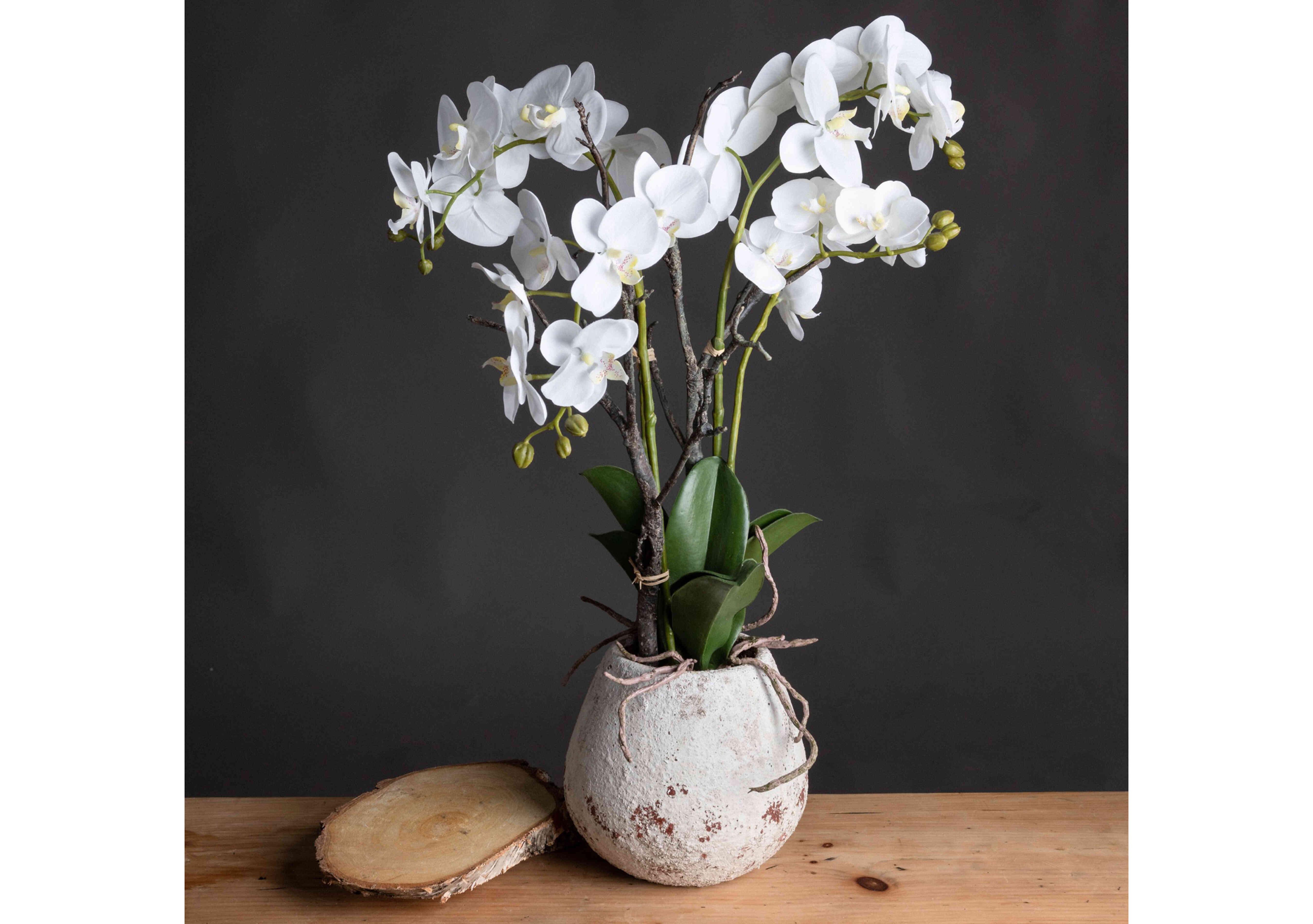 White Orchid in Rustic Stone Pot in  on Furniture Village