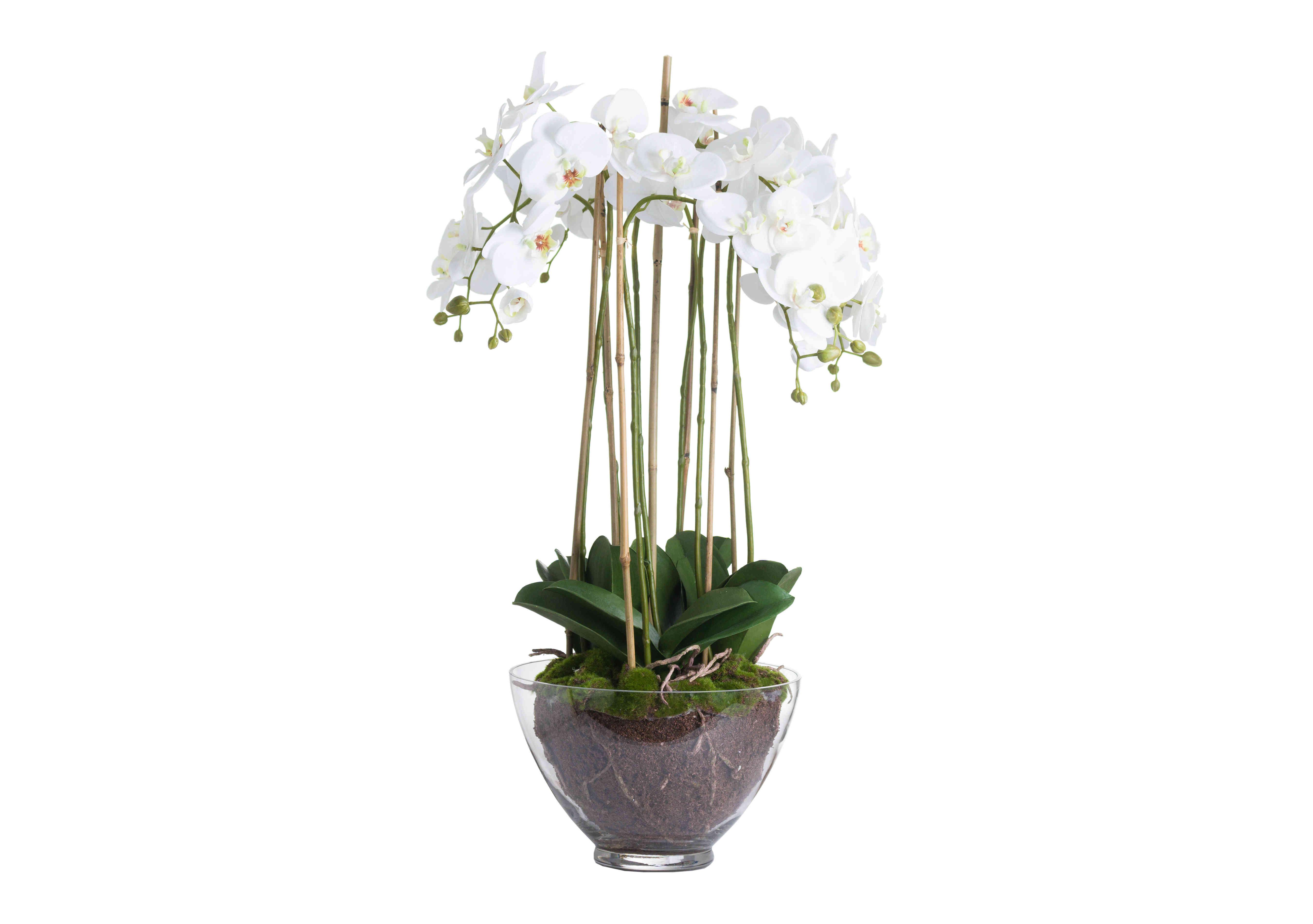 Large White Orchid Glass Pot in  on Furniture Village