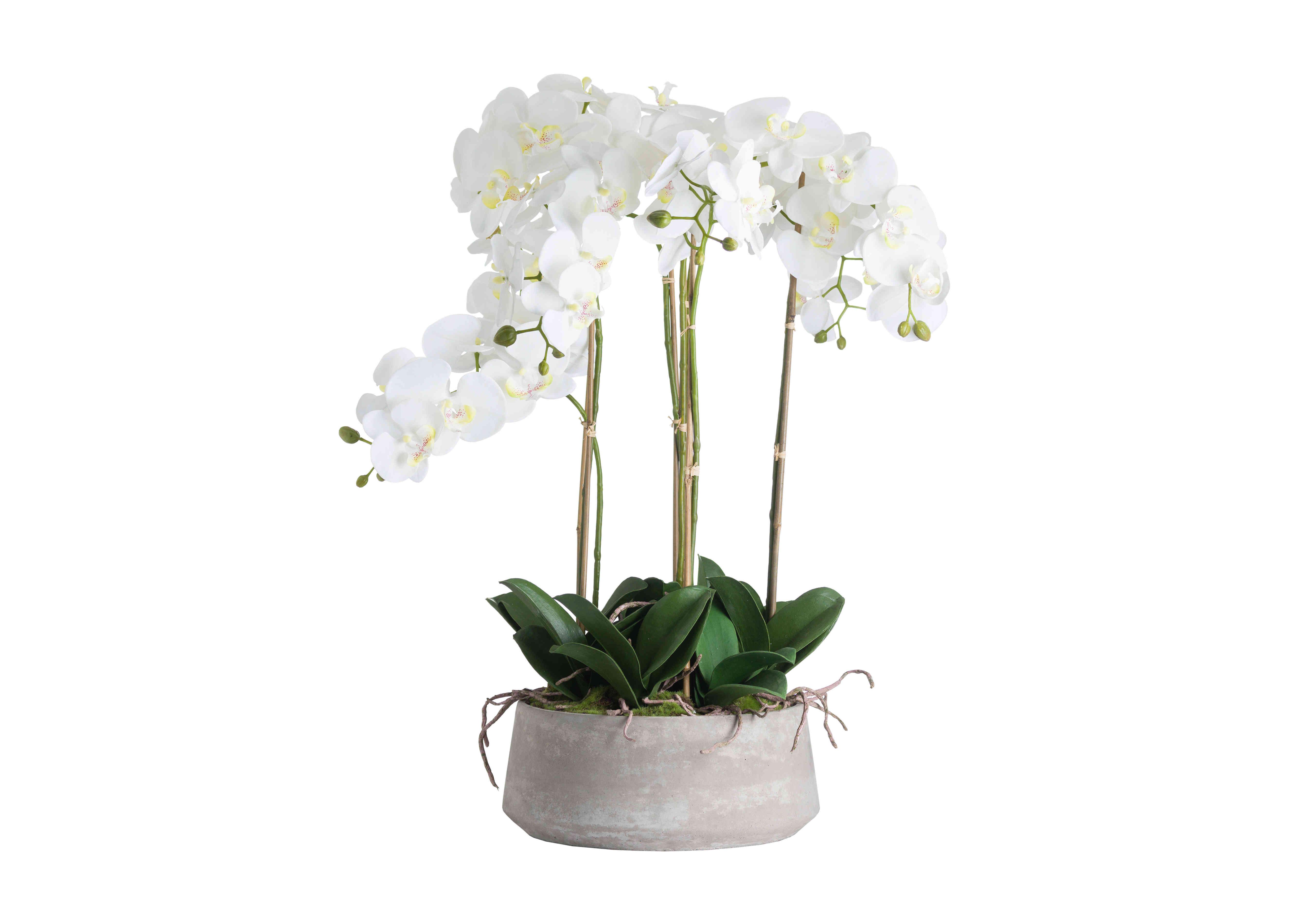 Large White Orchid Stone Pot - Furniture Village