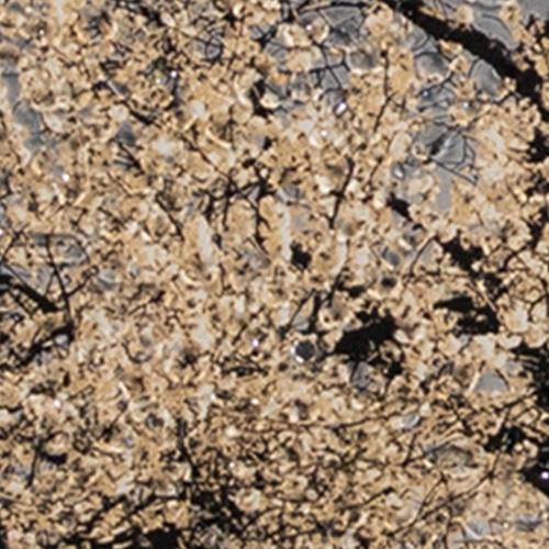 Cherry Tree Small Framed Art in Champagne on Furniture Village