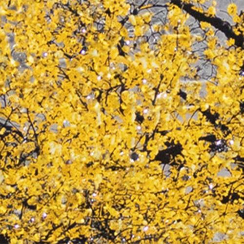 Cherry Tree Small Framed Art in Yellow on Furniture Village